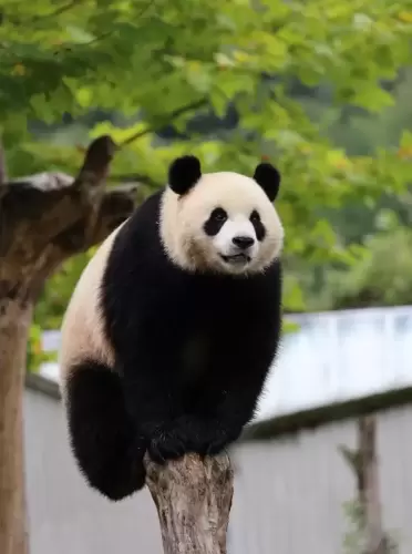 Panda Hao Yue 11