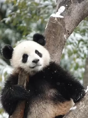 Panda Hao Yue 2