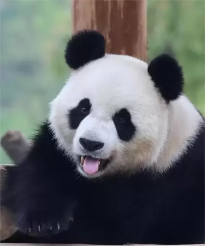 Panda Hao Yue 20