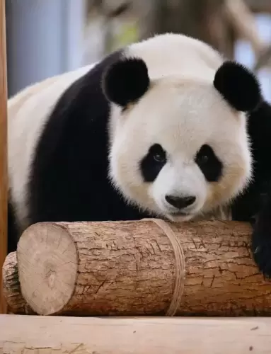 Panda Hao Yue 3