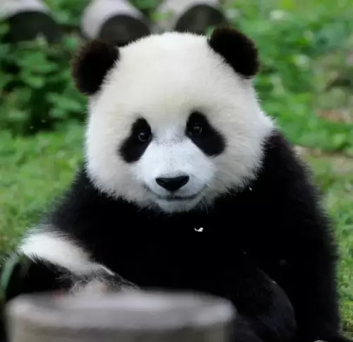 Panda Hao Yue 9