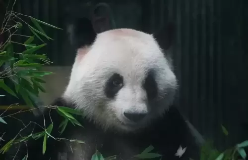 Panda He Feng 2