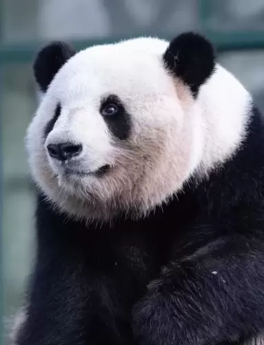 Panda He Feng 9