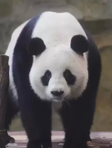 Panda He Mei 1
