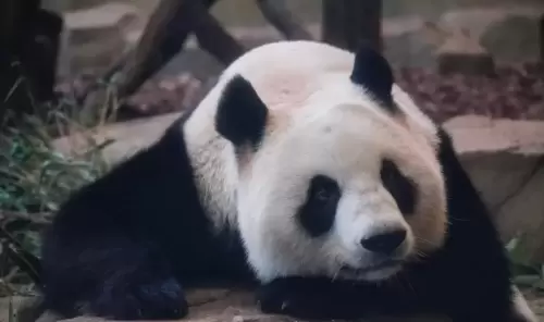 Panda He Mei 10