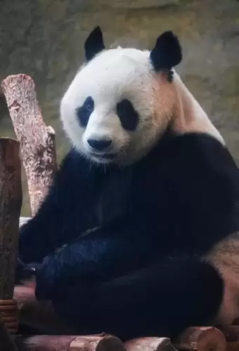 Panda He Mei 11