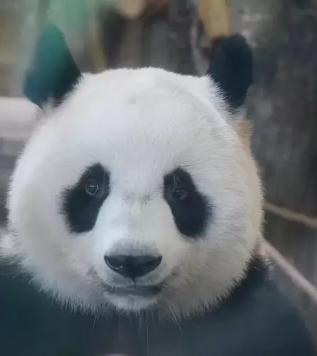 Panda He Mei 4