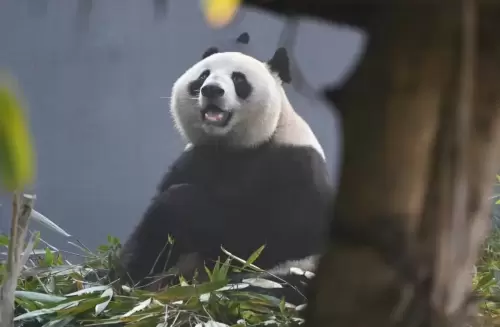 Panda He Mei 7
