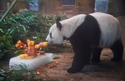 Panda He Mei 8