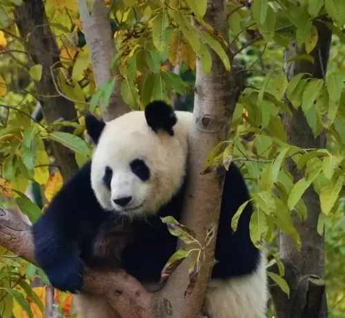 Panda He Qi 7