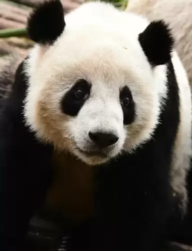 Panda He Xing 1
