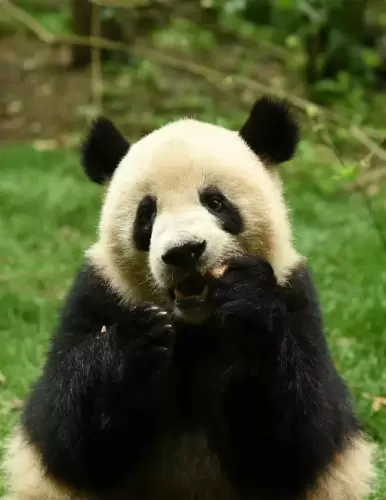 Panda He Xing 12