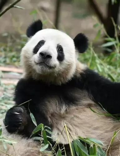 Panda He Xing 15