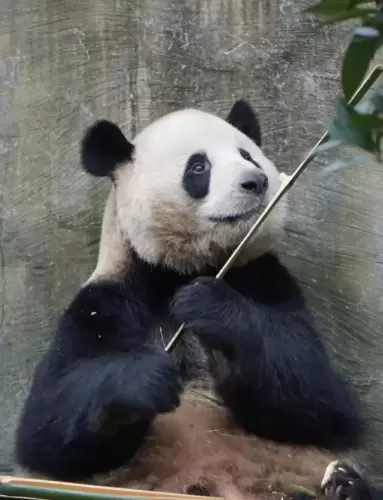 Panda He Xing 4