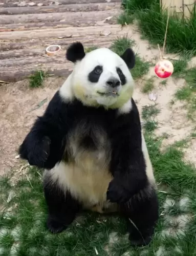 Panda He Xing 7