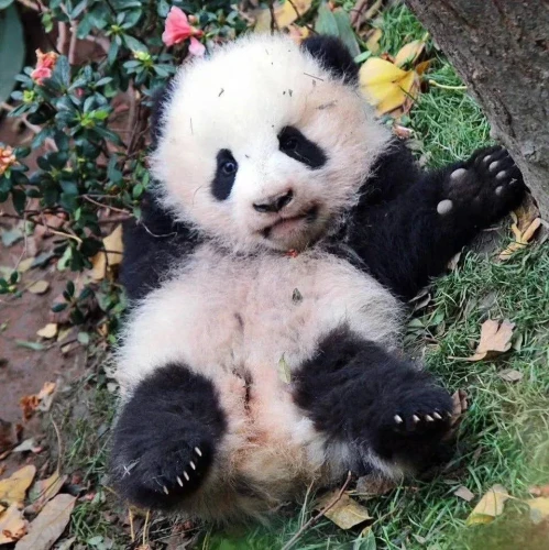 Panda He Yu 3