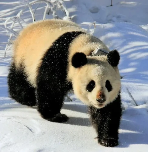 Panda He Yu 4