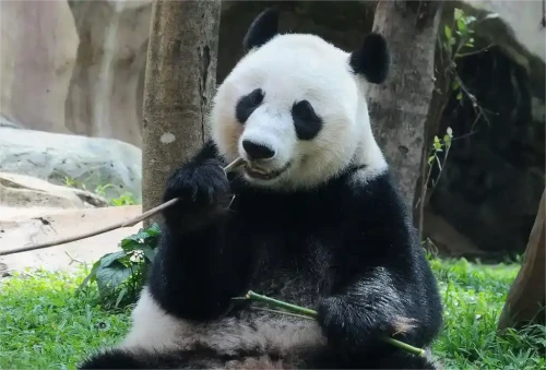 Panda Hu Chun 3