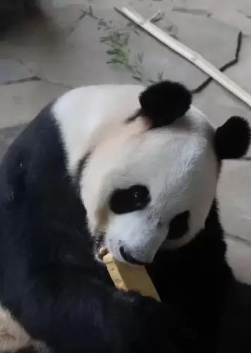 Panda Hua Bao 3