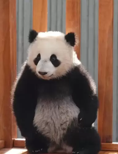 Panda Hua Bao 5