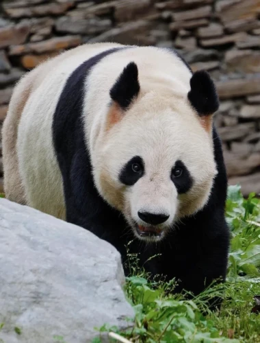 Panda Hua Hu 1