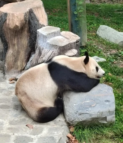 Panda Hua Hu 3