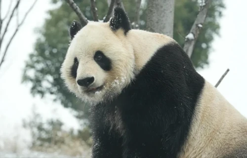 Panda Hua Long 4