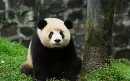 Panda Hua Meng Meng 10