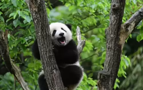 Panda Hua Meng Meng 11