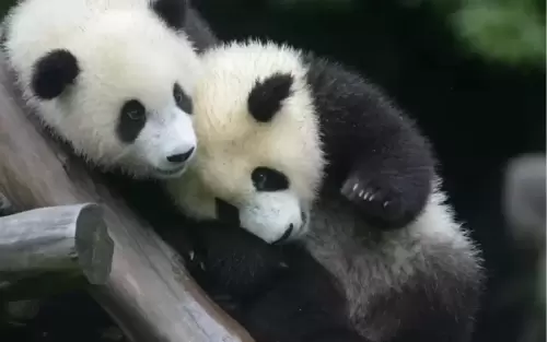 Panda Hua Meng Meng 12