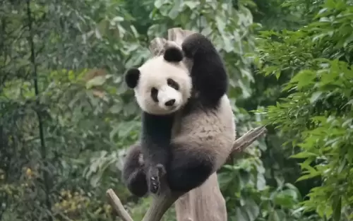 Panda Hua Meng Meng 13
