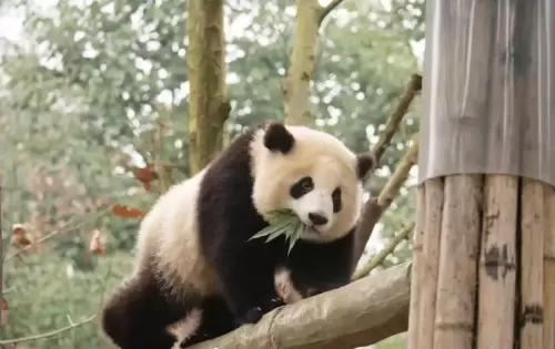 Panda Hua Meng Meng 14