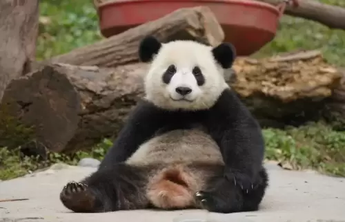 Panda Hua Meng Meng 16