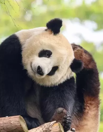 Panda Hua Meng Meng 20