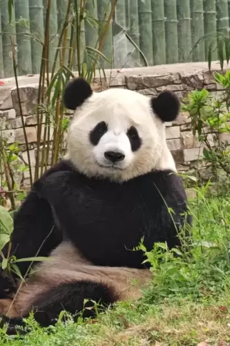 Panda Hua Meng Meng 4