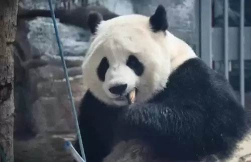 Panda Hua Meng Meng 5