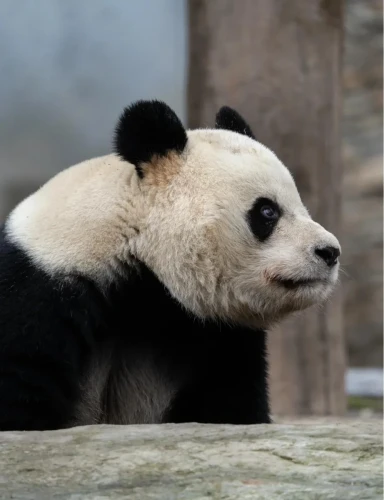 Panda Hua Yang 3