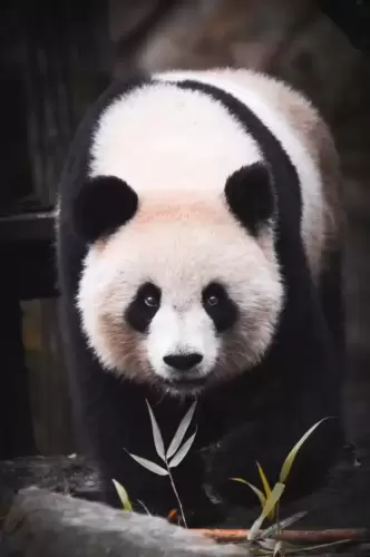 Panda Huan Huan 1