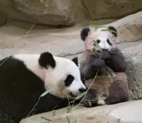 Panda Huan Huan 15