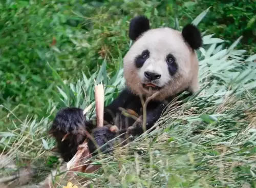 Panda Hui Hui 1