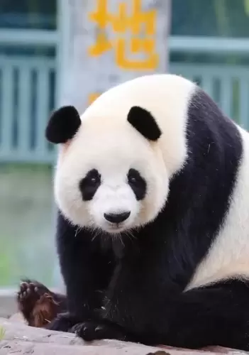 Panda Hui Hui 3