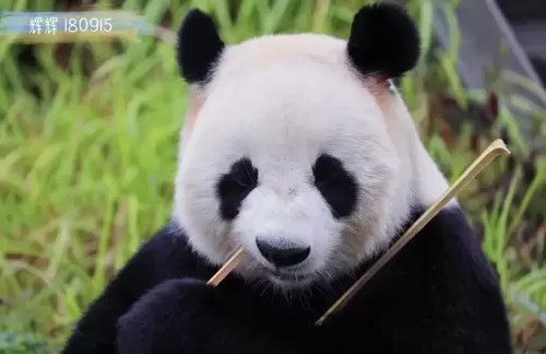 Panda Hui Hui 4