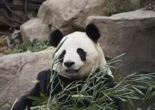 Panda Hui Hui 6