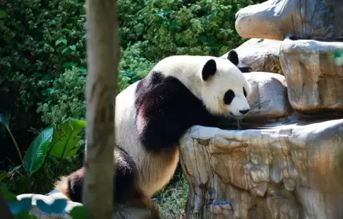 Panda Ji Mei 13