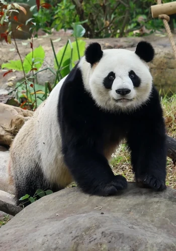 Panda Ji Mei 14