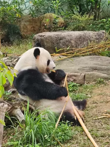 Panda Ji Mei 3