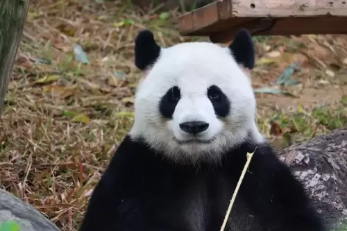 Panda Ji Mei 6