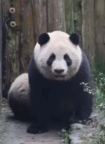Panda Ji Xiao 16