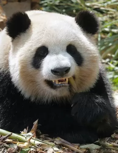 Panda Ji Xiao 8