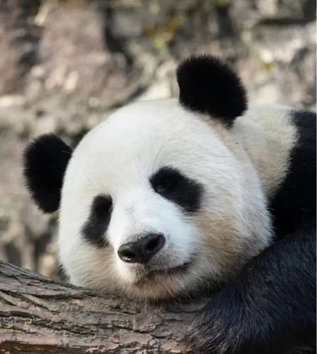 Panda Jia Bao 2